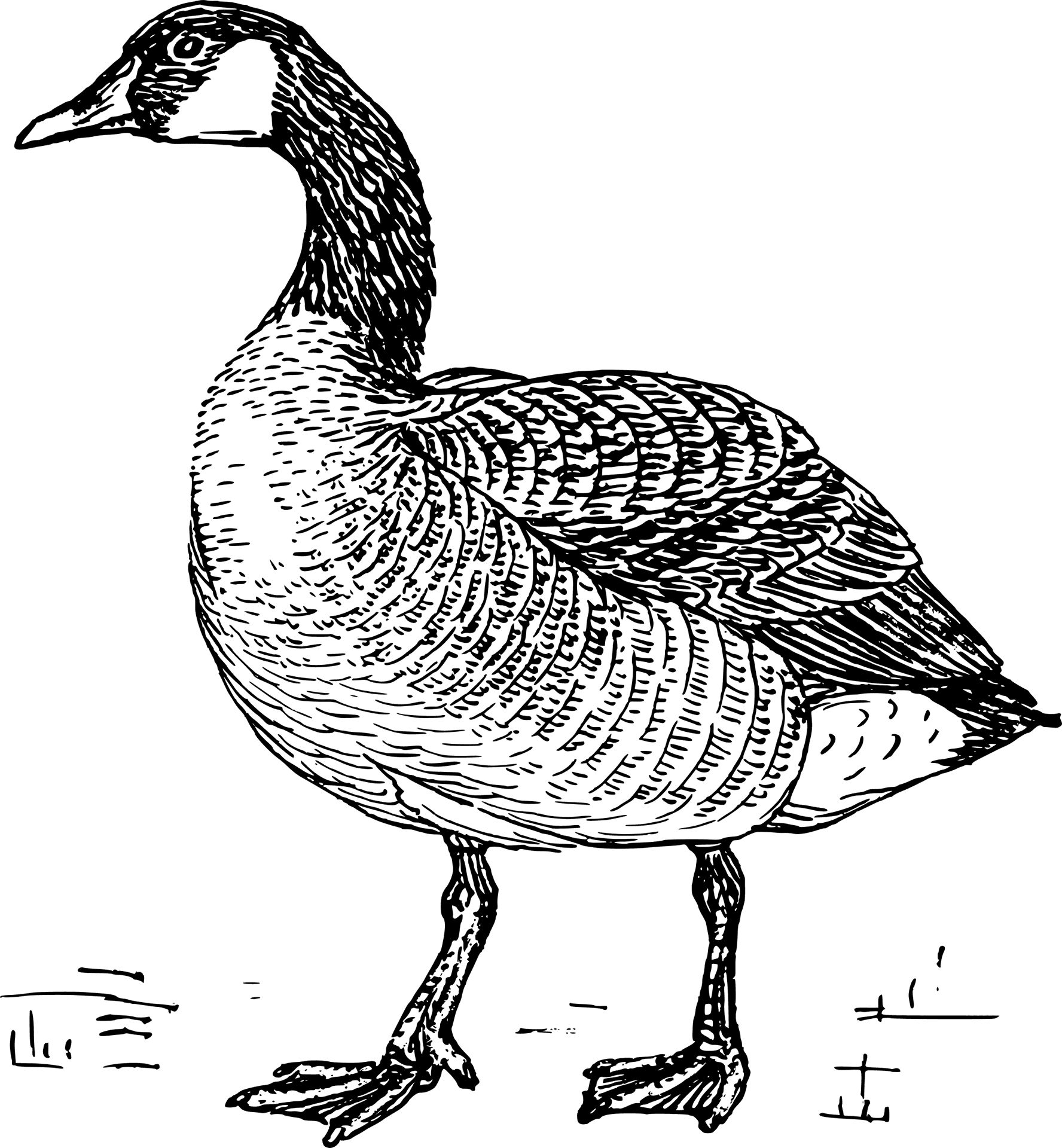Vintage Goose Illustration PNG