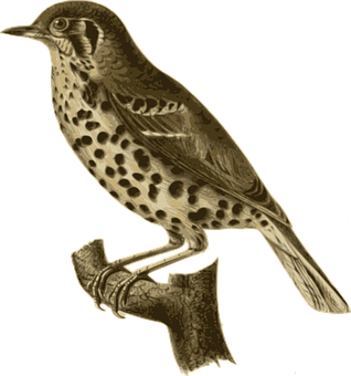 Vintage Illustrated Bird PNG