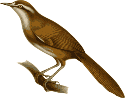 Vintage_ Illustrated_ Bird PNG