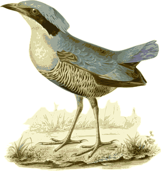 Vintage Illustrated Bird PNG