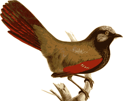 Vintage Illustrated Bird PNG