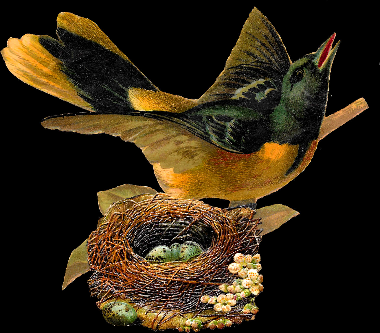 Vintage Illustrated Birdand Nest PNG