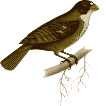 Vintage Illustrated Birdon Branch PNG