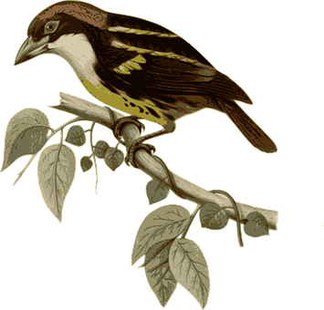 Vintage Illustrated Birdon Branch PNG