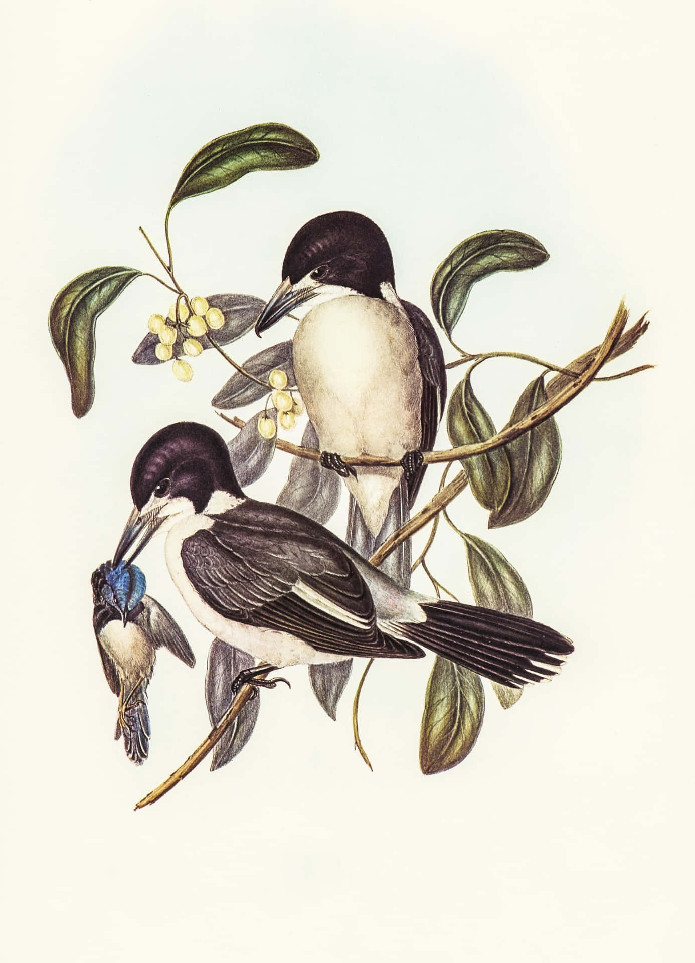 Vintage Illustrated Birds Branch Wallpaper