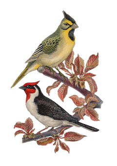 Vintage Illustrated Birdson Branch PNG