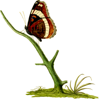 Vintage_ Illustrated_ Butterfly_ Perched PNG