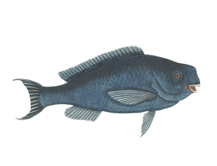 Vintage Illustrated Deep Sea Fish PNG