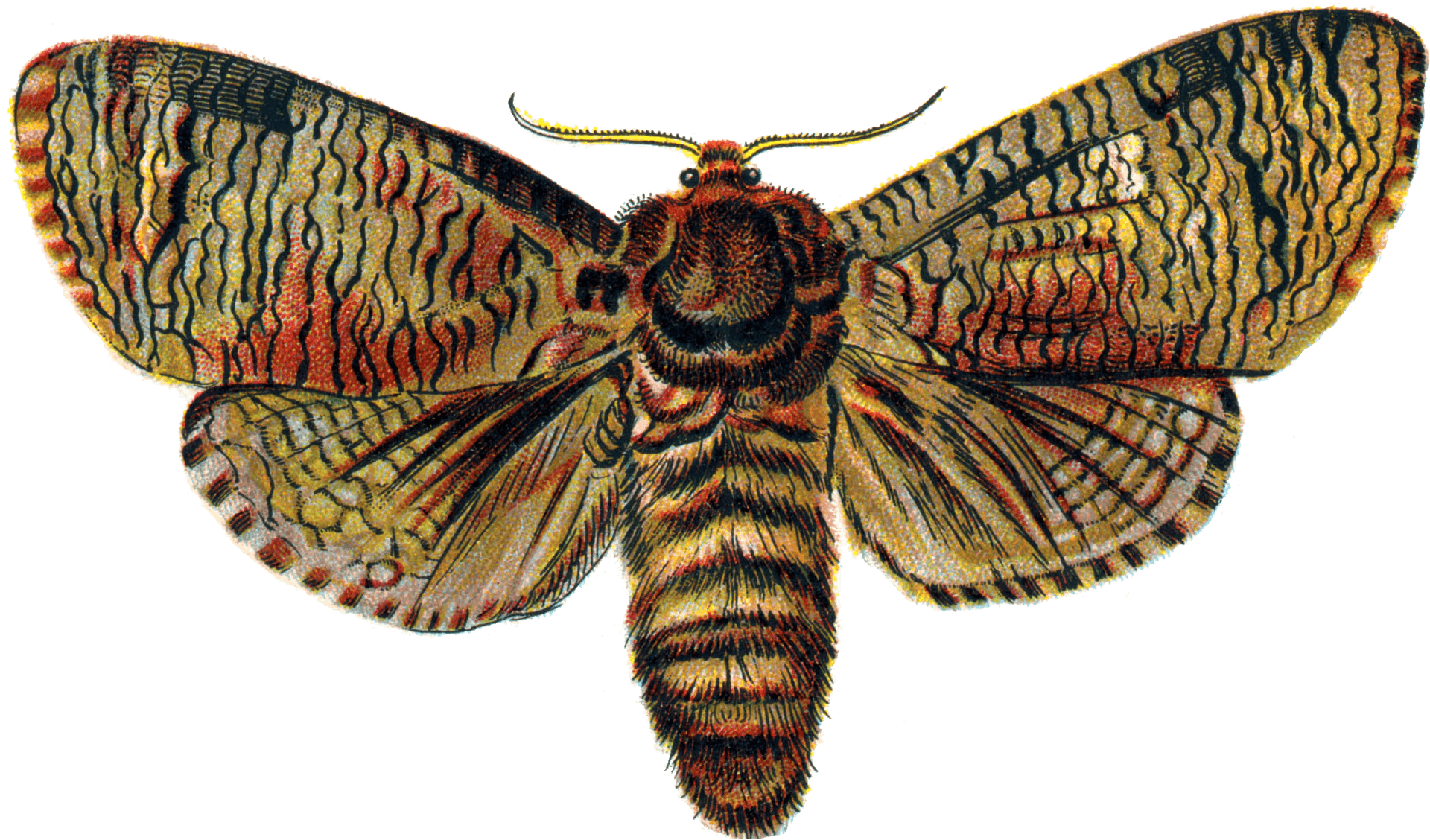 Vintage Illustrated Moth PNG