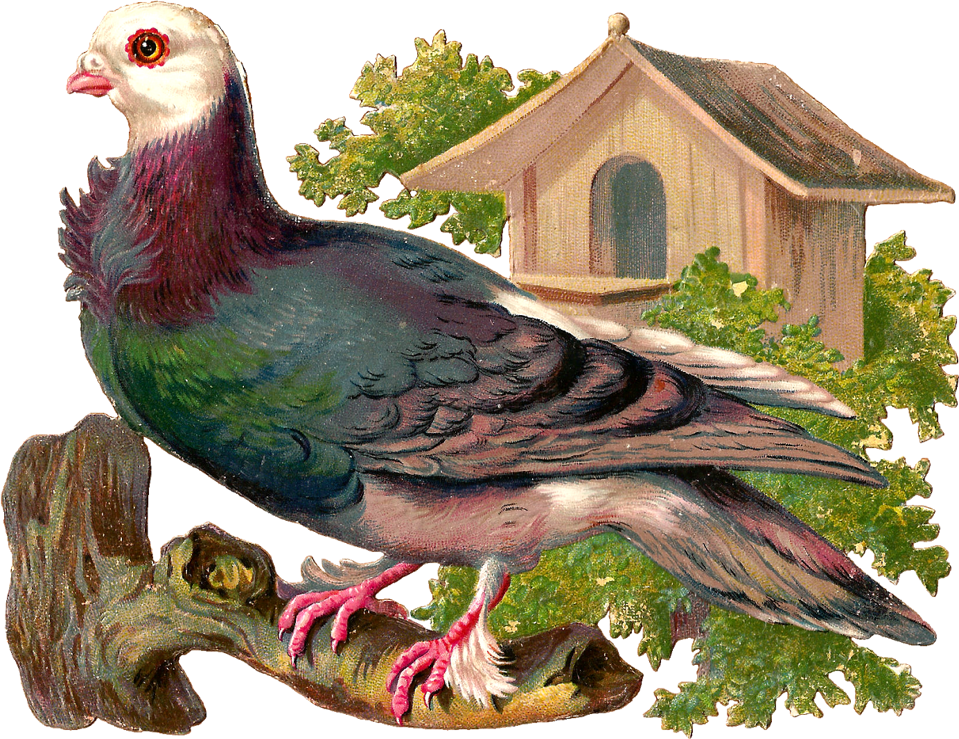 Vintage Illustrated Pigeon Perched PNG