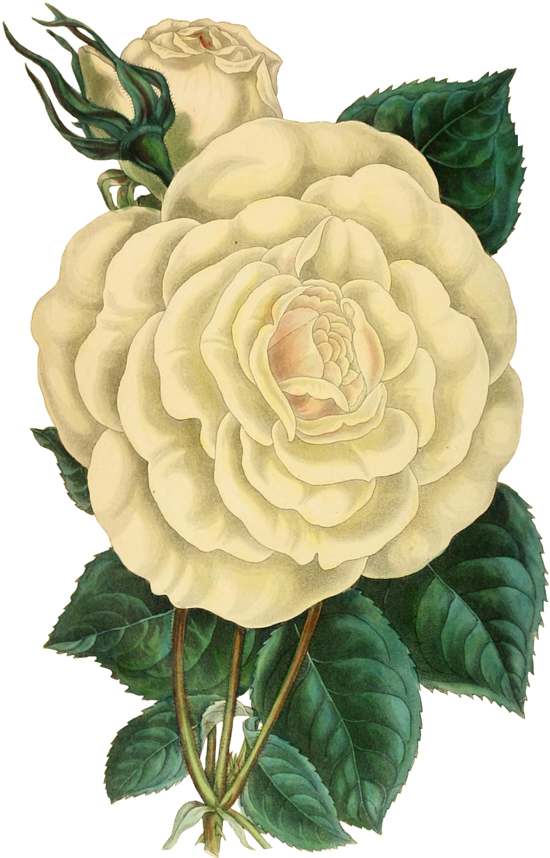 Vintage Illustrated White Rose PNG