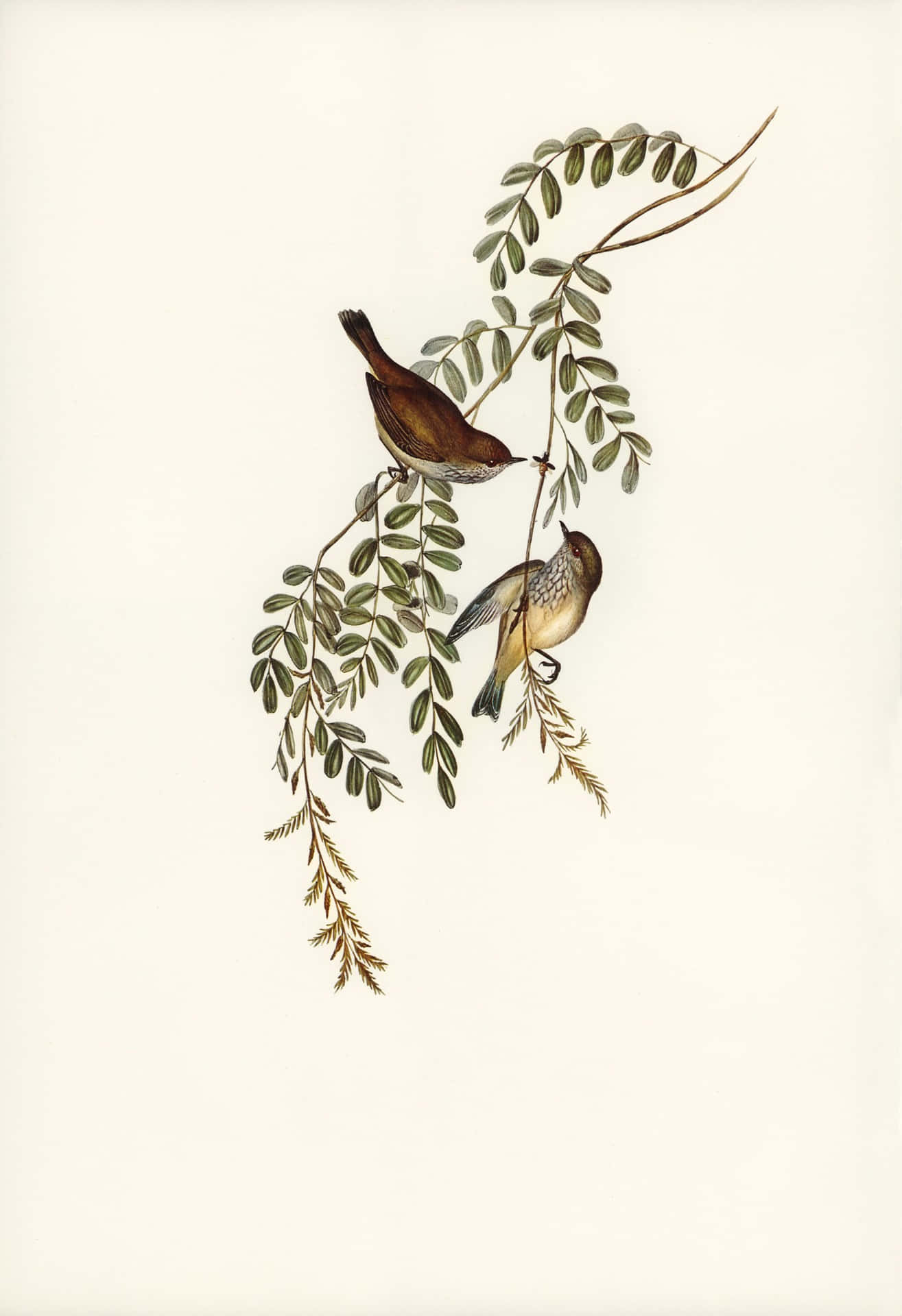 Vintage Illustration Two Birds Perched Branch Wallpaper