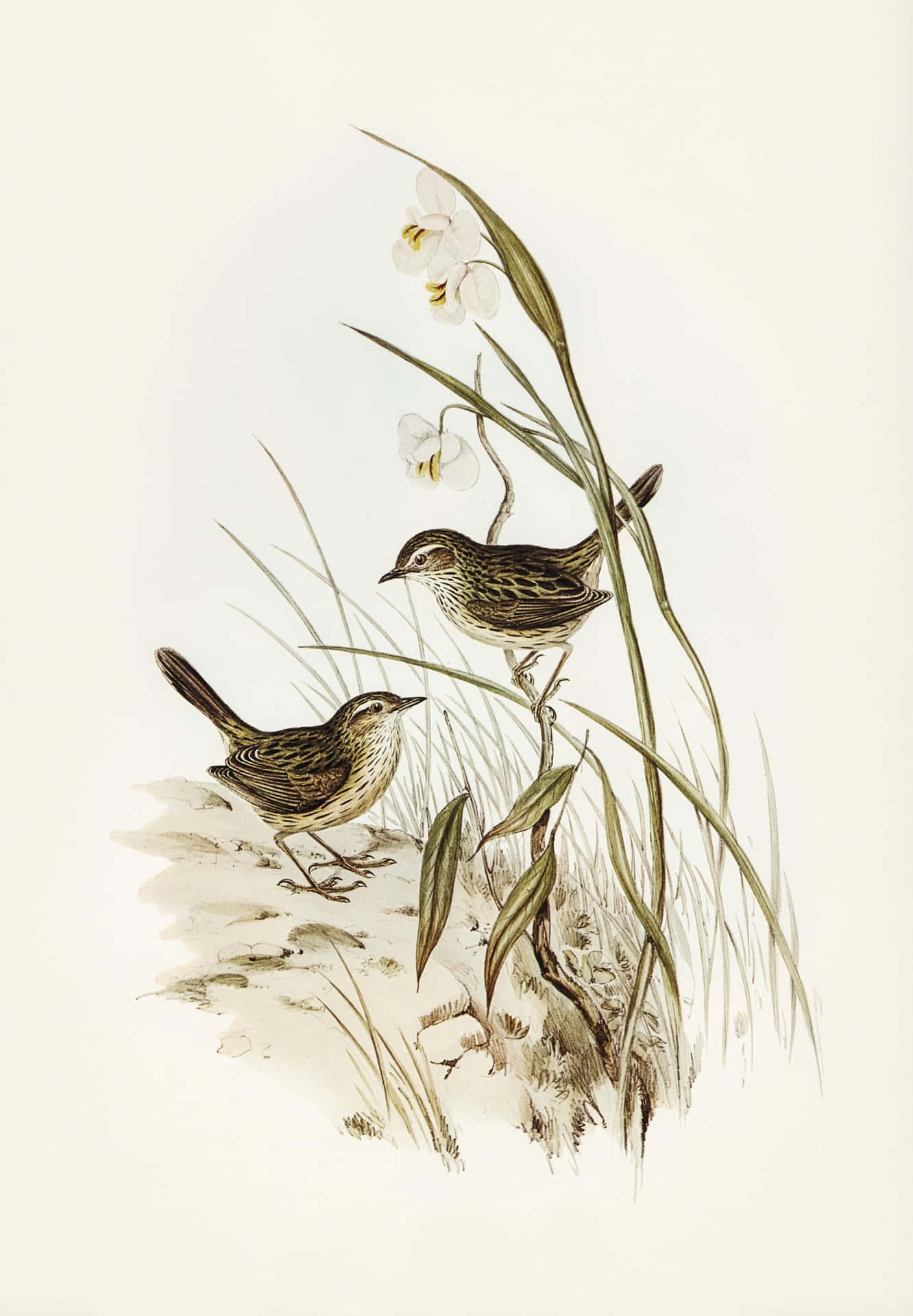 Vintage Illustration Two Birds White Flowers Wallpaper