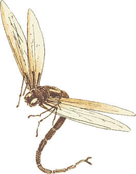 Vintage Illustrationof Flying Insect PNG