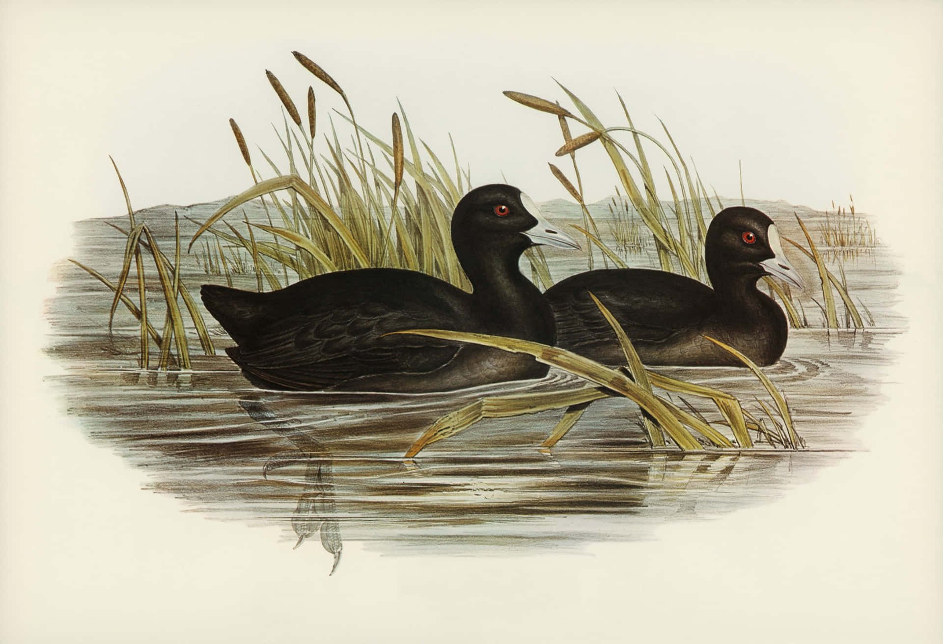 Vintage Illustrationof Water Birds Wallpaper