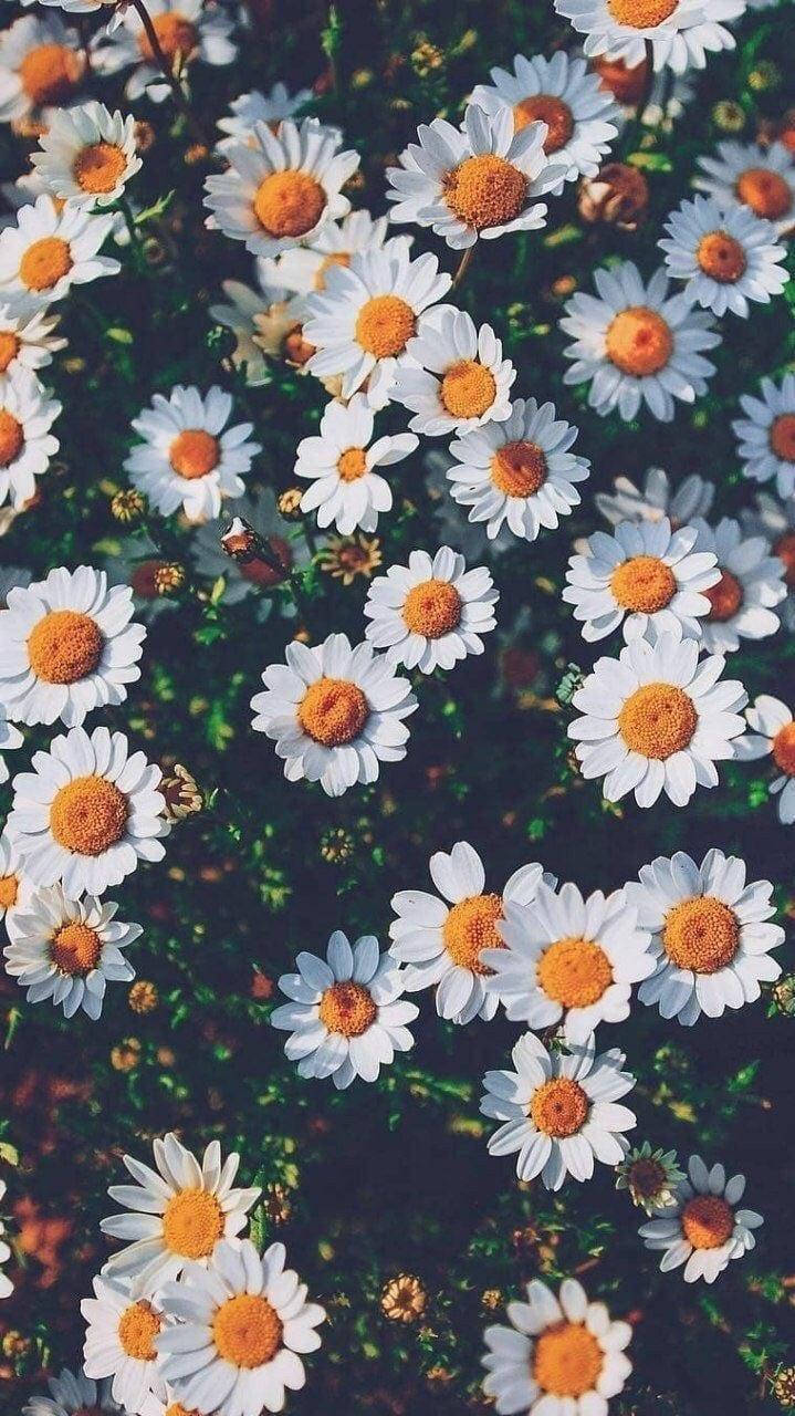 Vintage iPhone Aesthetic White Daisies Wallpaper