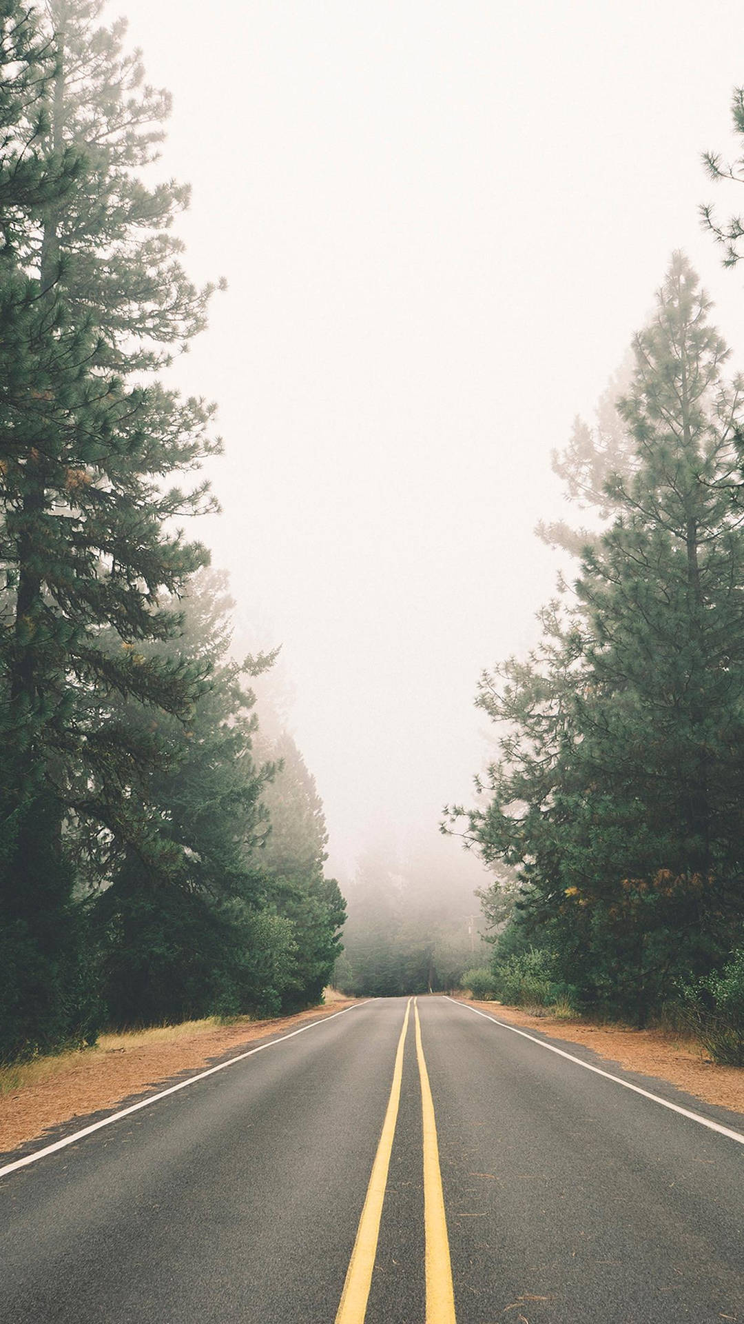 Vintage iPhone Nature Trees And Empty Road Wallpaper