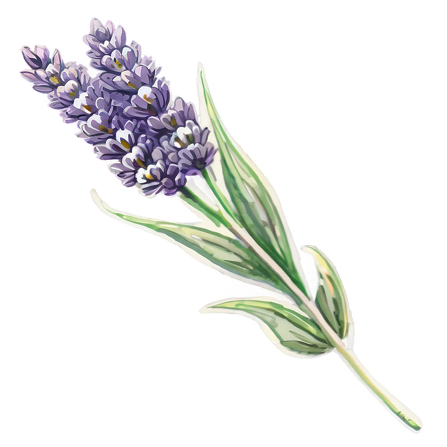 Vintage Lavender Illustration Png Bjs40 PNG