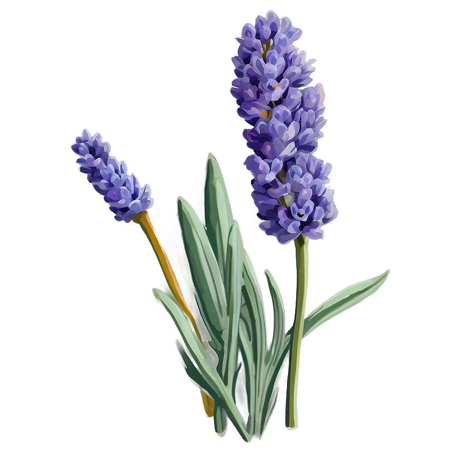 Vintage Lavender Illustration Png Jux PNG