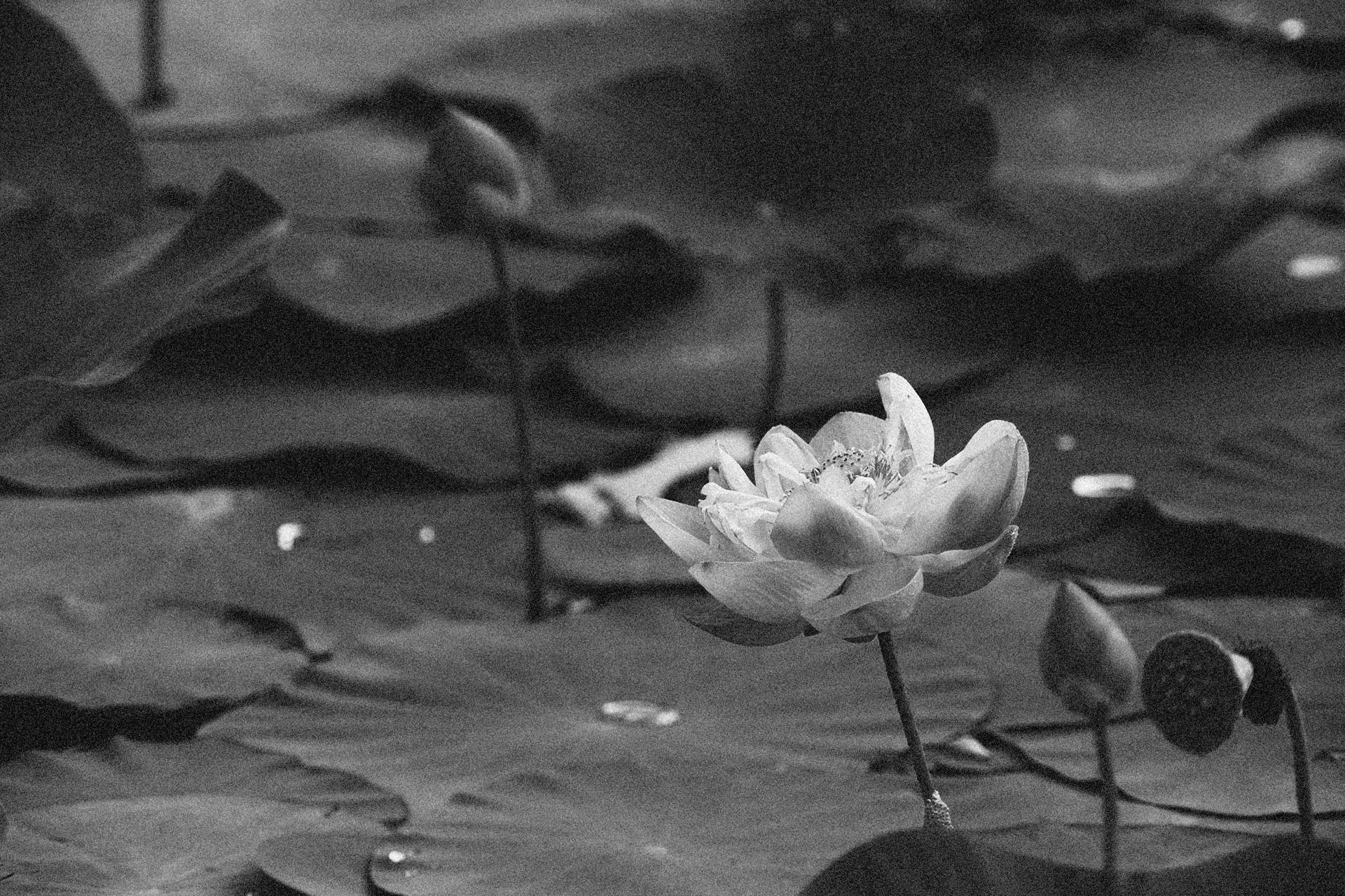 Vintage Lotus Flower Wallpaper