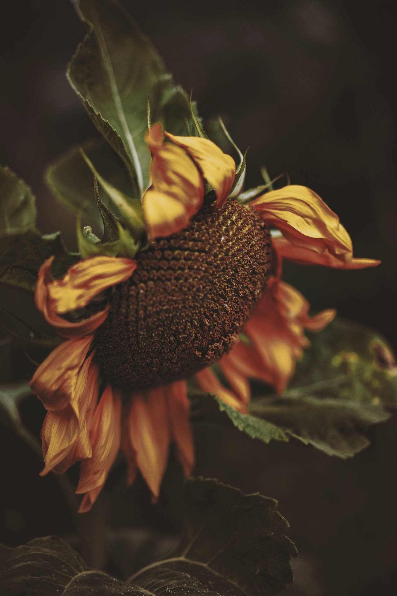 Vintage Macro Sunflower Background