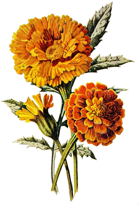 Vintage Marigold Illustration PNG
