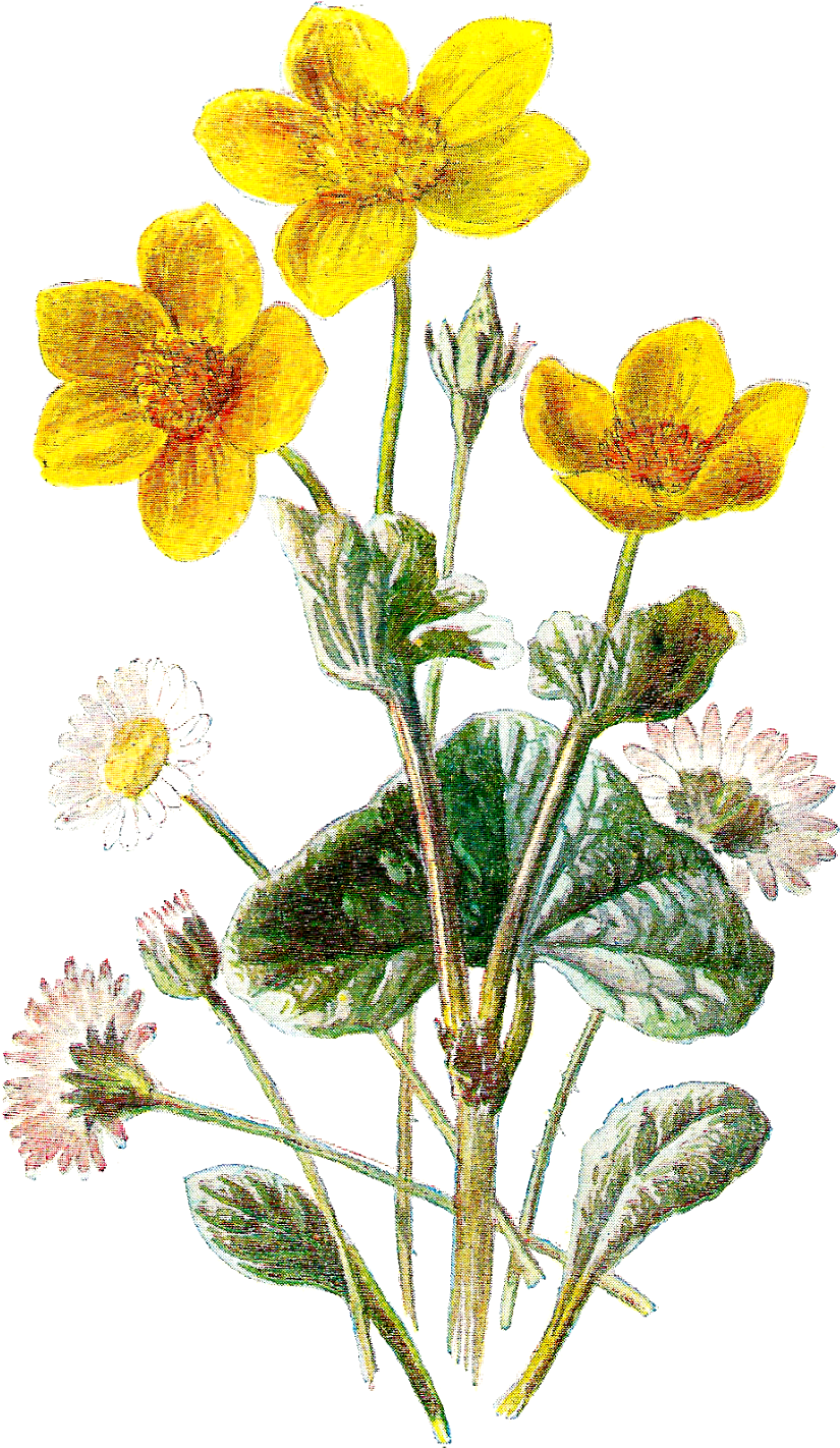 Vintage Marigoldand Daisy Illustration PNG