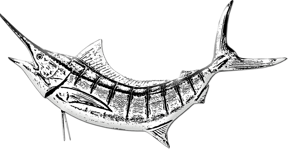 Vintage Marlin Sketch PNG