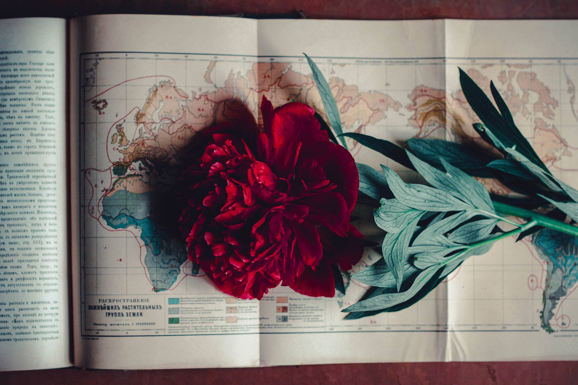 Vintage Minimalist Rose With Map Wallpaper