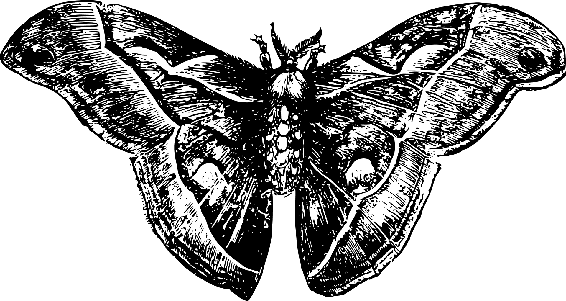 Vintage Moth Illustration PNG