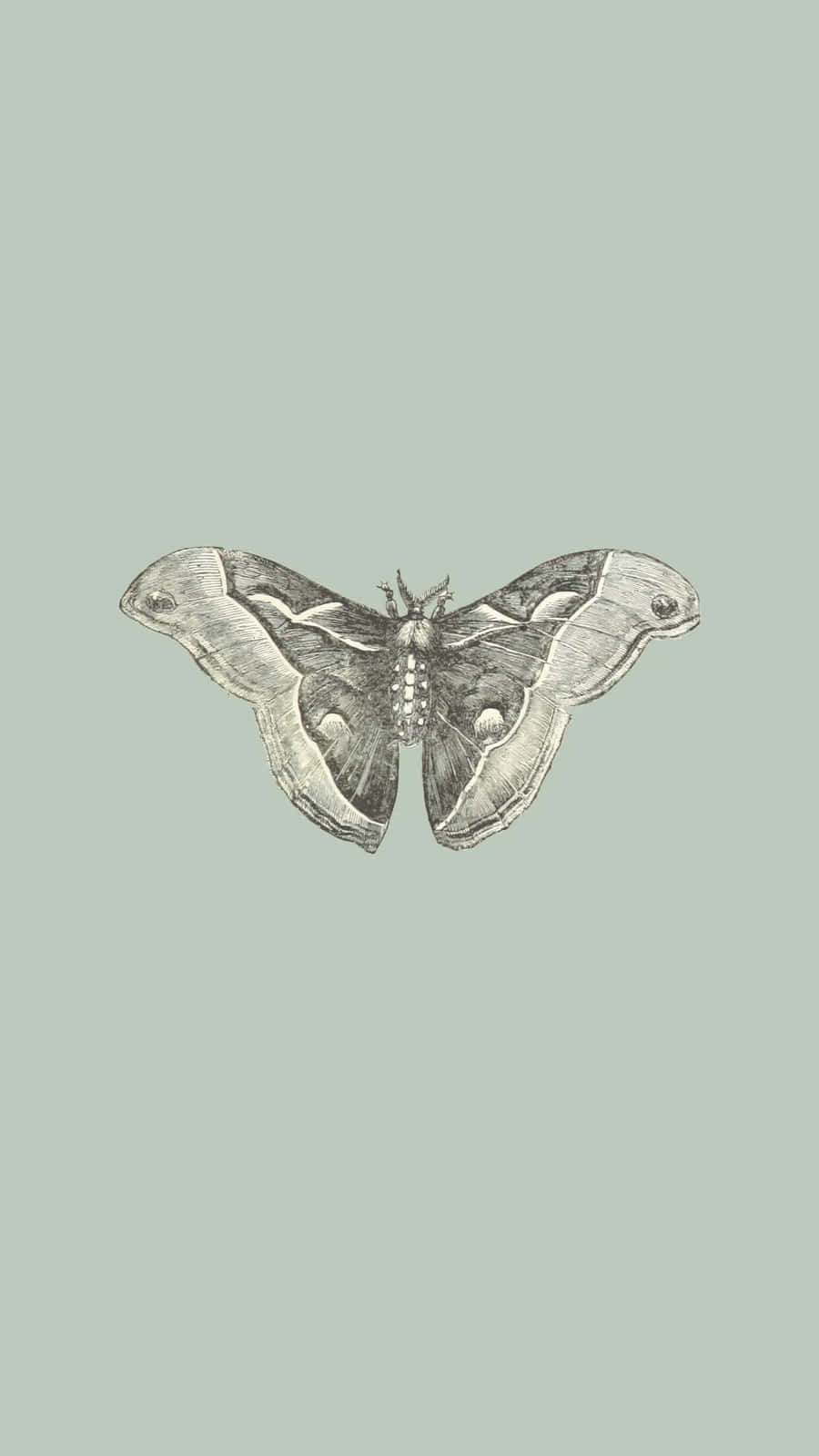 Vintage Moth Illustration Wallpaper