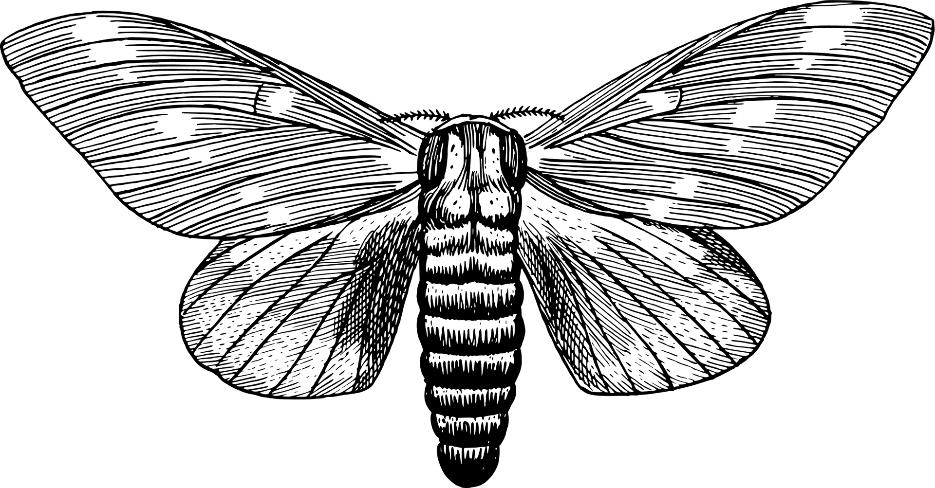 Vintage Moth Illustration PNG