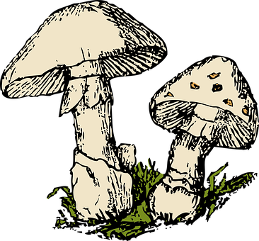 Vintage_ Mushroom_ Illustration PNG