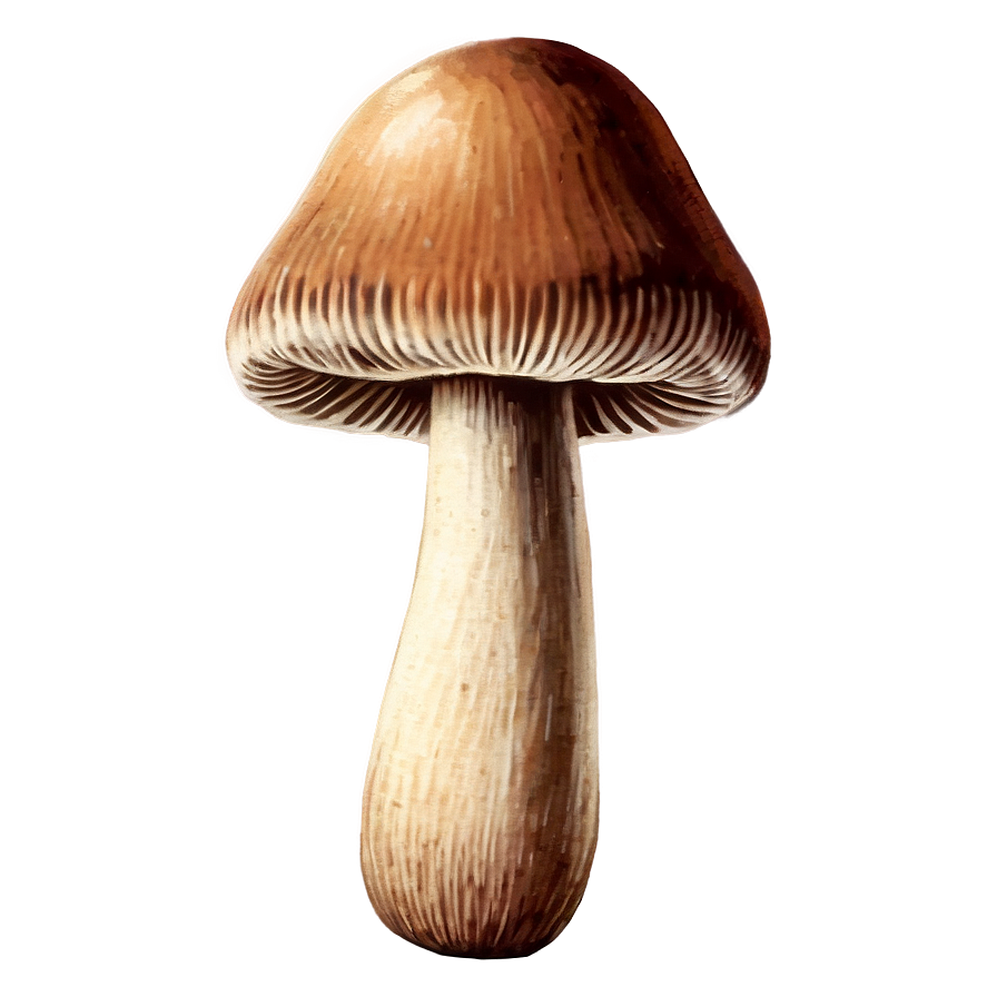 Vintage Mushroom Png 05032024 PNG