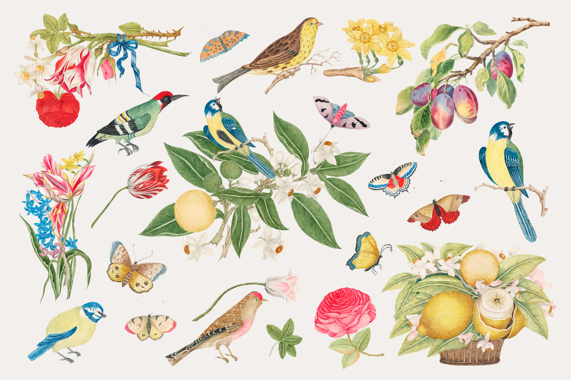 Vintage Nature Illustration Birds Butterflies Flowers Wallpaper