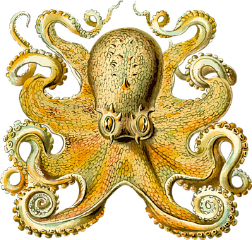 Vintage Octopus Illustration PNG