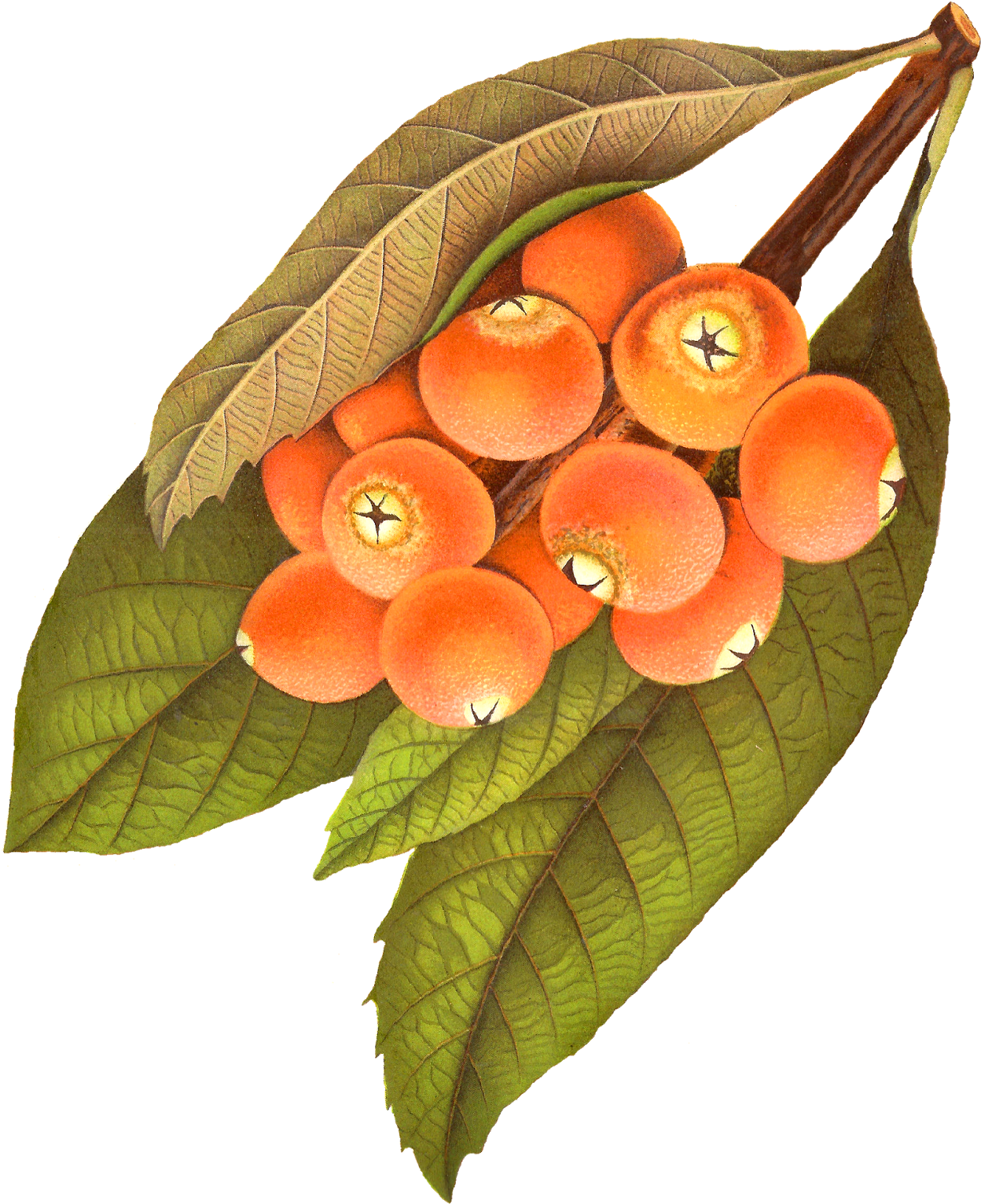Vintage Orange Berries Illustration PNG