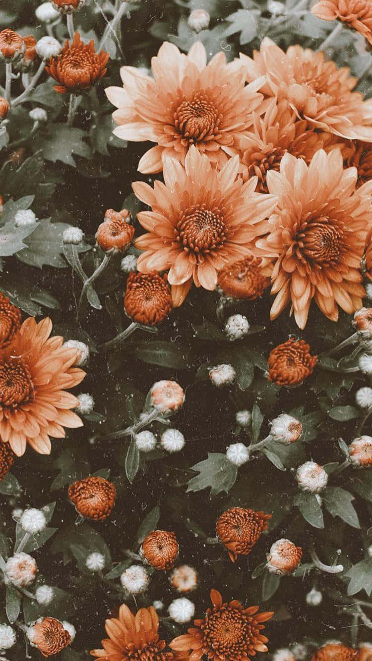 Vintage Orange Flowers Soft Aesthetic Wallpaper