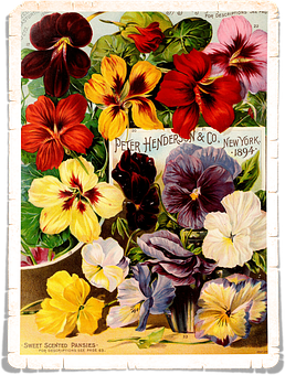 Vintage_ Pansies_ Seed_ Catalog_ Cover_1894 PNG