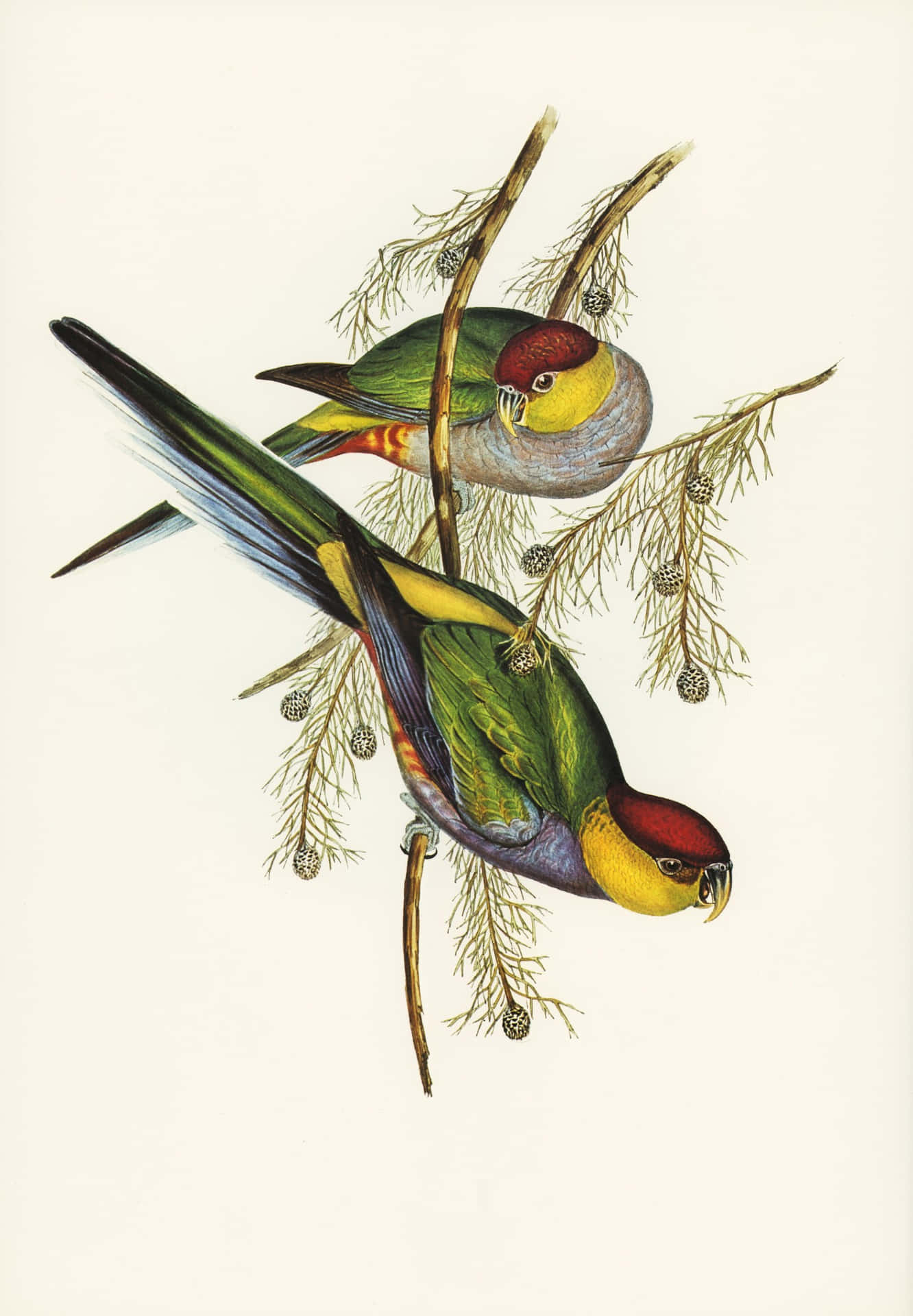 Vintage Parrots Illustration Wallpaper