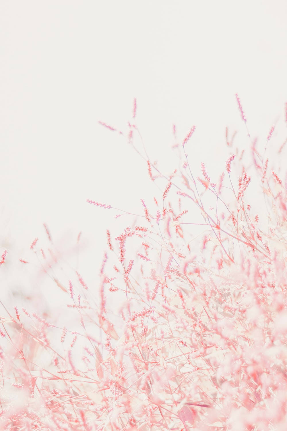 Vintage pastel minimalistisk lyserøde vilde blomster Wallpaper