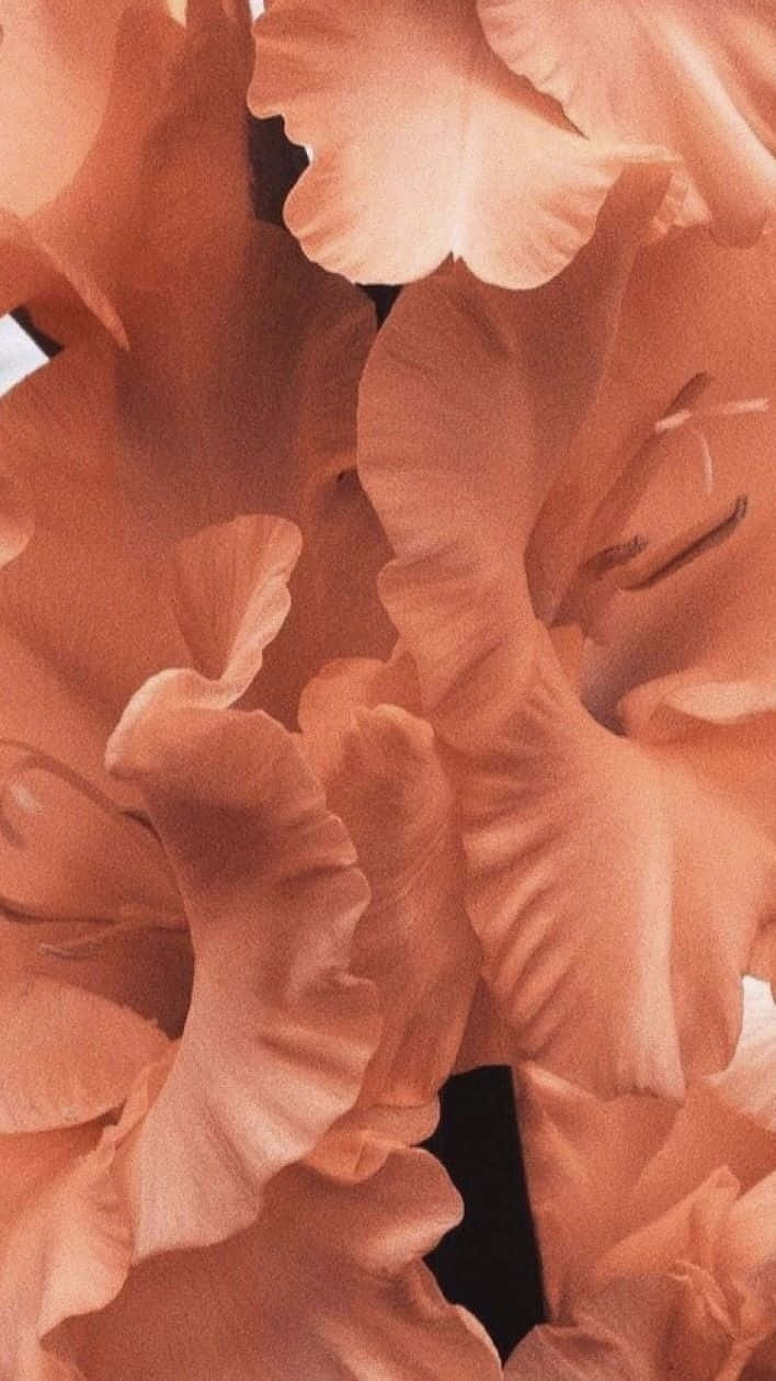 Vintage Peach Gladiolus Petals Wallpaper
