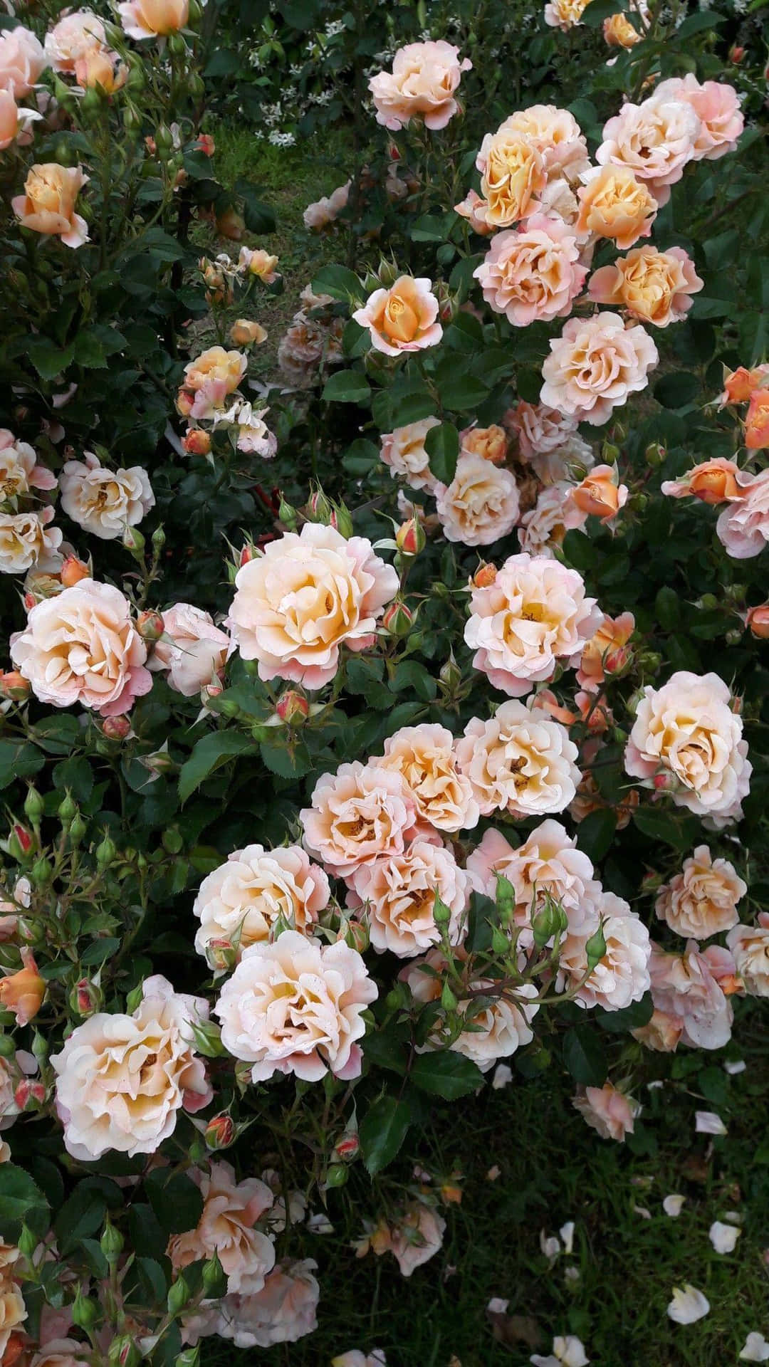 Vintage Peach Roses Garden Wallpaper