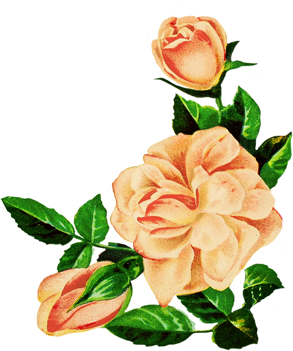 Vintage Peach Roses Illustration PNG