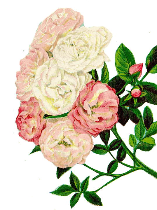 Vintage_ Pink_and_ White_ Roses_ Illustration.png PNG