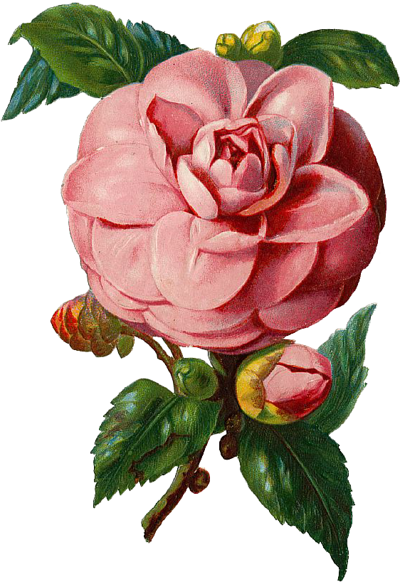 Vintage Pink Camellia Vector Illustration PNG