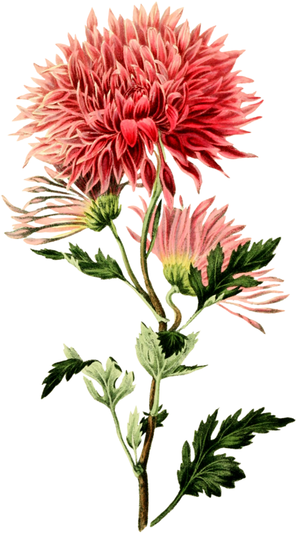 Vintage Pink Chrysanthemum Illustration PNG