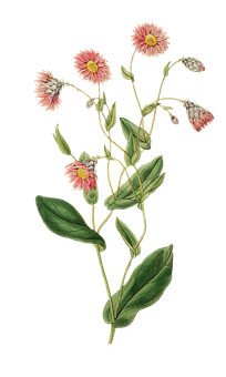 Vintage Pink Flower Illustration PNG