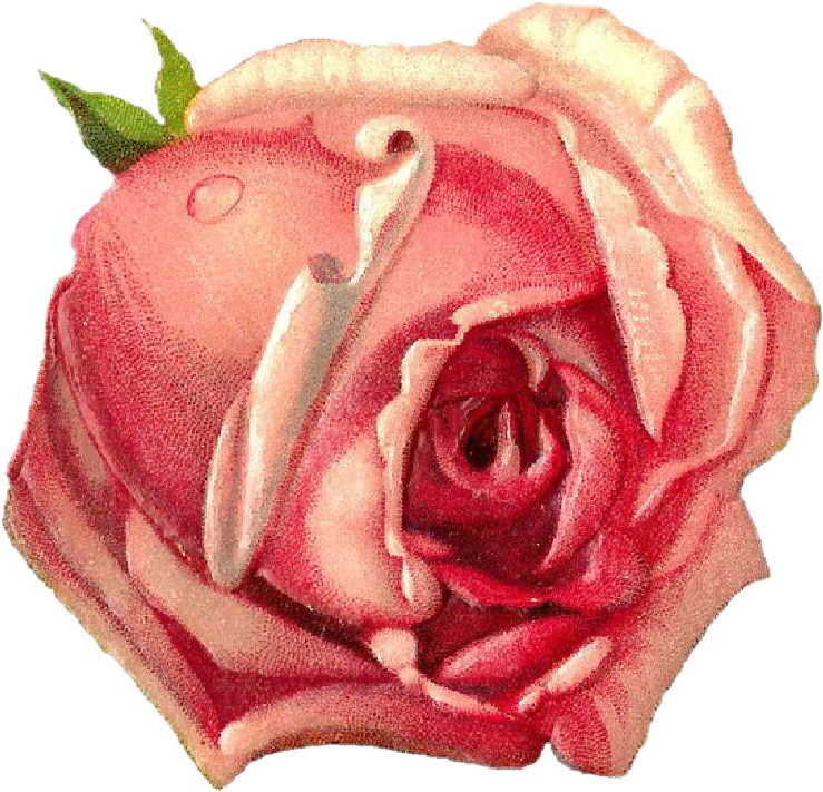 Vintage Pink Rose Drawing PNG