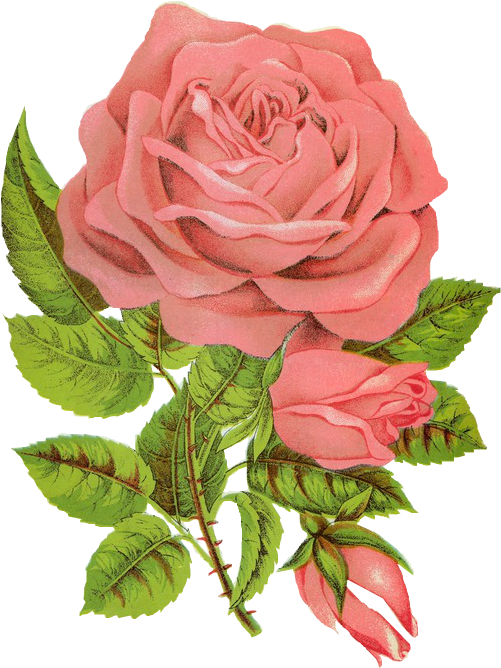 Vintage Pink Rose Illustration PNG